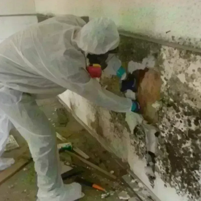 Mold Remediation and Removal in Middleport, OH